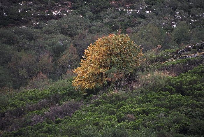 Rhamnus alpina subsp. alpina (3)